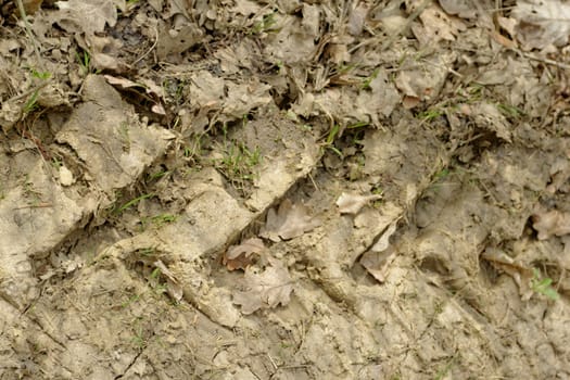 tractor tire tracks in the mud