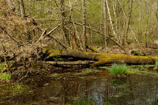 small lake in middle of the forrest