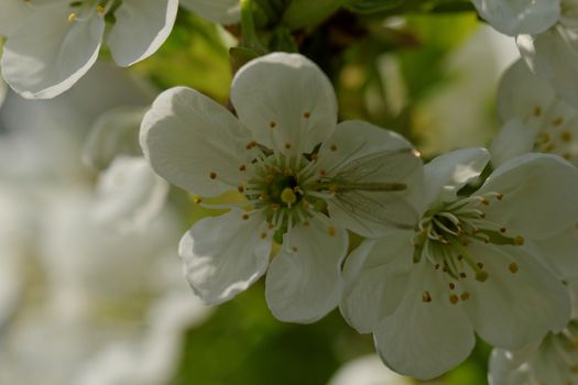 blossom cherry tree