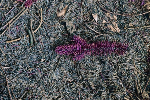 brown dry pine needles background with color filter