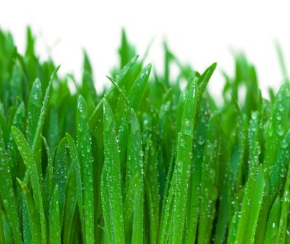 Green grass with dew closeup on white background