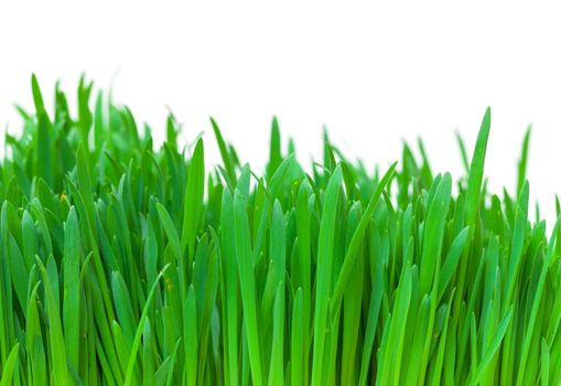 Green grass closeup on white background