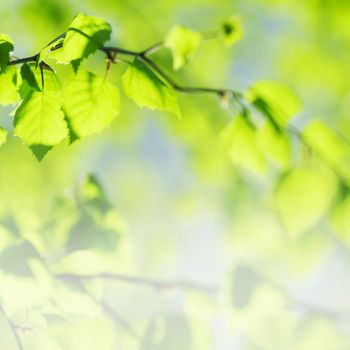 Green spring birch leaves background