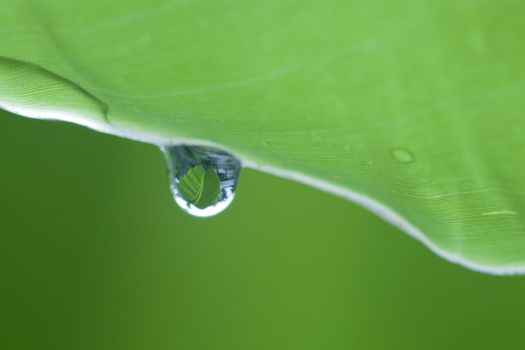Macro of a green leaf with water drops