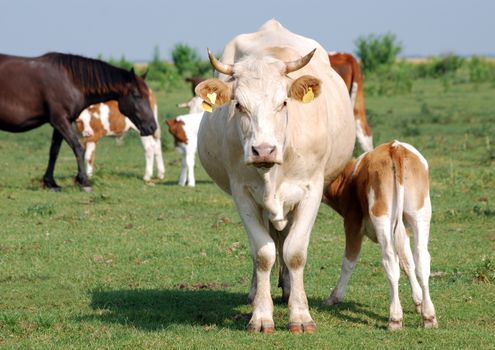 cow and calf on pasture