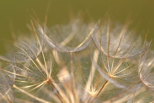 dandelion close up nature background 