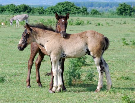 two horse foals on pasture