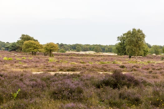 Filds of blossoming heather