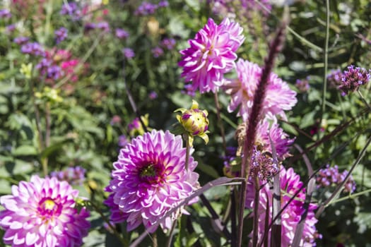 Beautiful colorful flower garden with various flowers