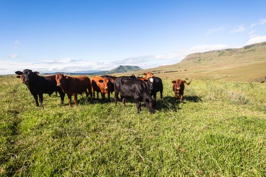 Cattle heifers on summer blue green grass valley in mountains.