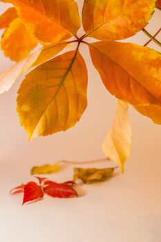 Orange autumn leaves on white background