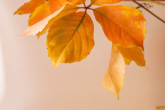 Orange autumn leaves on white background