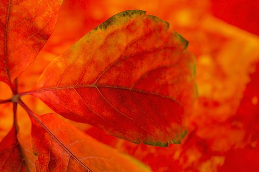 Detail of a read autumn leaves on colored background