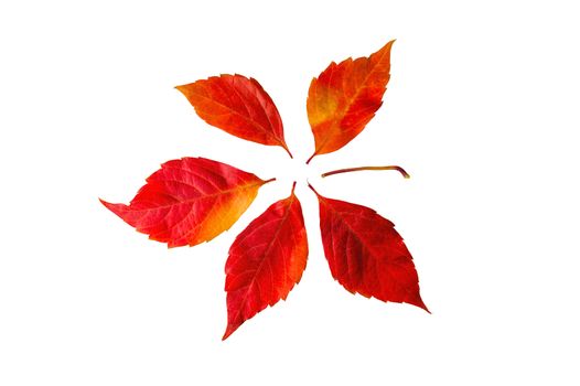 Autumn leaves on red and yellow isolated on white
