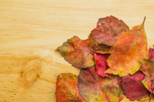 Colored autumn leaves on wooden background