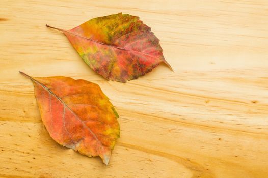 Detail of two autumn leaves on wooden background