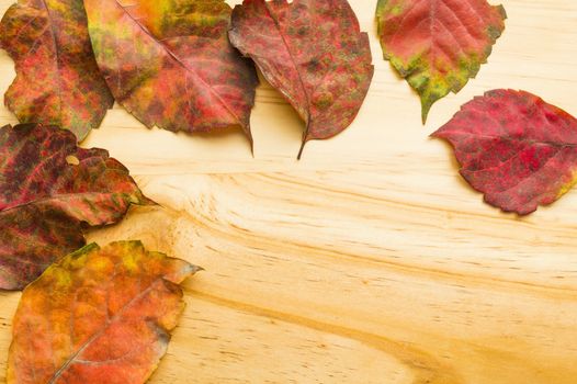 Colored autumn leaves on wooden background