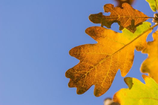 Colored autumn leaves against blue sky in sunlight