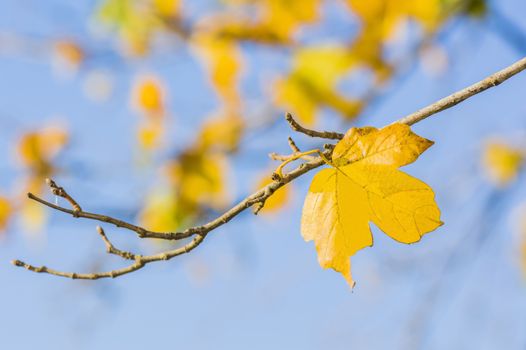 Yellow autumn leaves against blue sky
