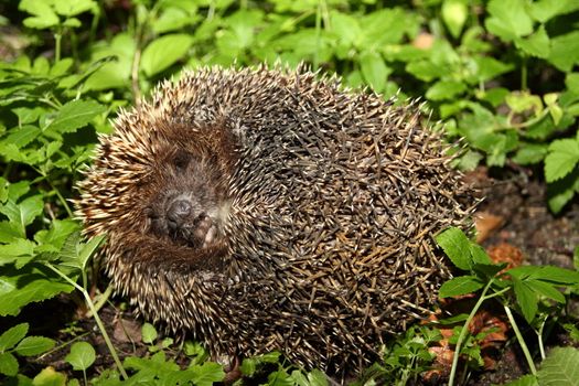 Hedgehog in the grass. nose and paws