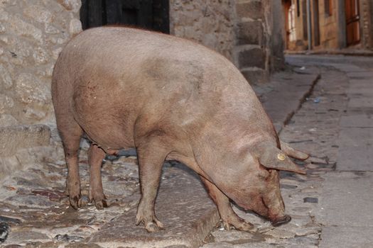 a domestic pig in the streets of a village
