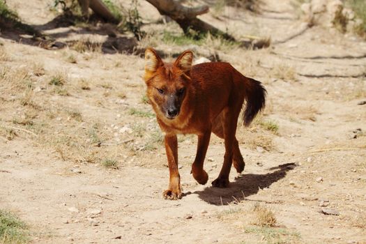 photograph of an Australian wild dog, dingo