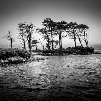 Dramatic monochrome view of trees in the lake in mist