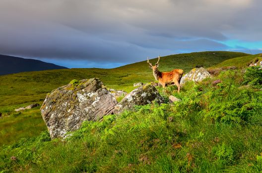 Young deer in the meadow at Scottish highlands, Scotland, United Kingdom