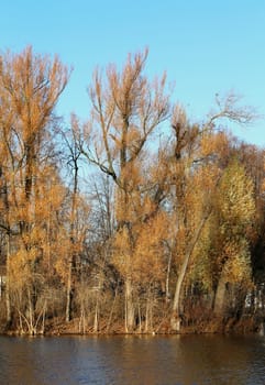 Autumn trees without leaves in water