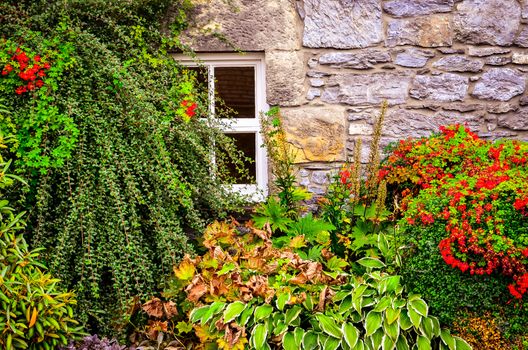 Colorful garden plants and flowers with wall and window background
