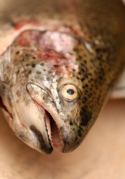 Trout fish head