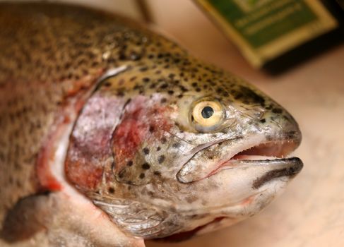 Trout fish head