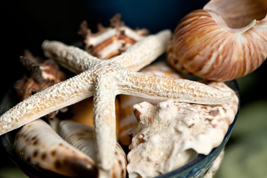 Macro close up of some sea shells and a star fish. Shallow depth of field.