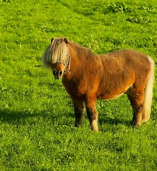 Little horse standing in a grass field