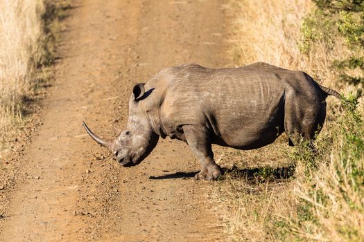 Rhino male wildlife animal standing on dirt road alert listening for danger in park reserve