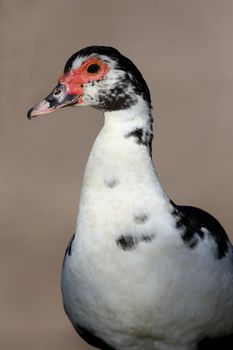 Black and White Muscovy duck with red face