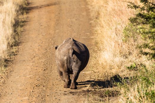 Rhino male wildlife animal walking down dirt road alert listening for danger in park reserve