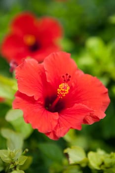 Red hibiscus flower growing on the tropical island of Bermuda.