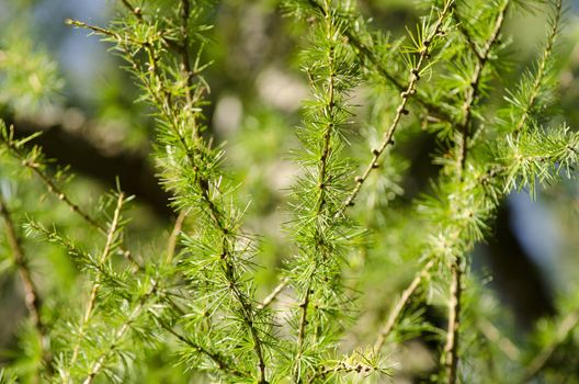 Closeup of European larch, Larix decidua in warm sunlight