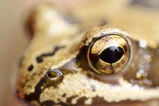 Rana temporaria head with focus on the eye, common frog