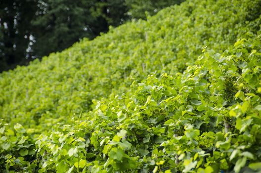 Vineyard in September with green vine plants on a hill