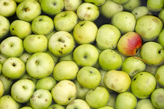 Green organic apples in a water bath