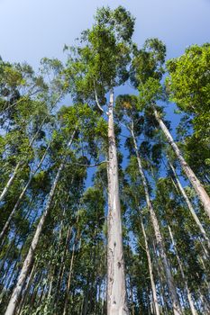 Gum tree forests into the blue sky.