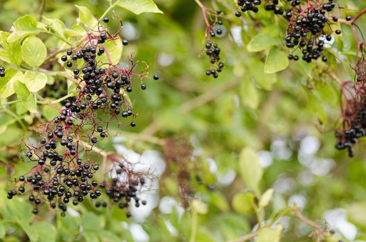 Twig of elderberry, Sambucus nigra, elder with ripe fruits