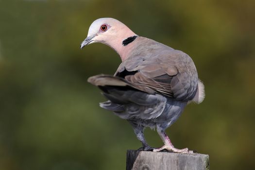 Ring-necked or Cape turtle dove perched on a pole