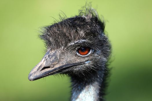 Portrait of an Emu bird against a green background