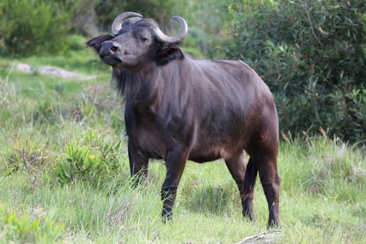 Young buffalo bull will alert look and large ears scenting the air for danger