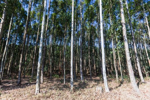 Gum tree forests into the blue sky.