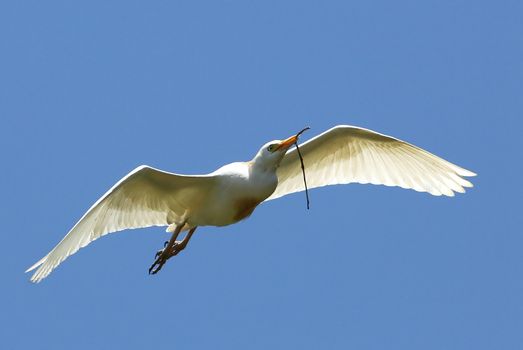 White cattle egret bird flying with nesting material in it's beak