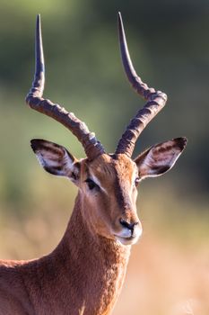 Head photo of alert impala buck male detailed facial features and horns in morning sunlight.